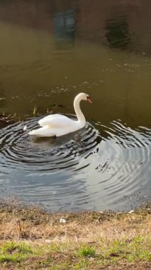 Beyaz kuğu dalgalı suyla sakin bir nehirde tek başına yüzüyor.