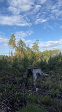 Ağaç kütüğü ve bulutlarla temizlenmiş bir ormanın zamanı.