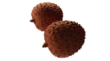 Şeffaf bir arkaplanda, kabuklu, kırmızı-kahverengi kabuklu iki lychee meyvesinin yan görüntüsü. Tasarım, düzenleme ve egzotik gıda temalı görsel stok projeleri için ideal.