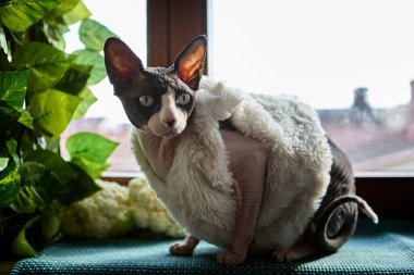 Kılsız Kanada sfenks kedisi pencere kenarında karnabahar yanında oturuyor. Dışarıdaki çatılar ve yeşil yapraklar kapalı mekan sahnesinde doğal bir kontrastlık yaratır..
