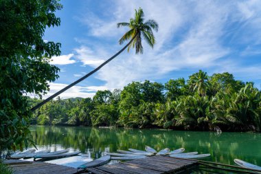 Filipinler 'de tropikal nehirde asılı duran palmiye ağacı