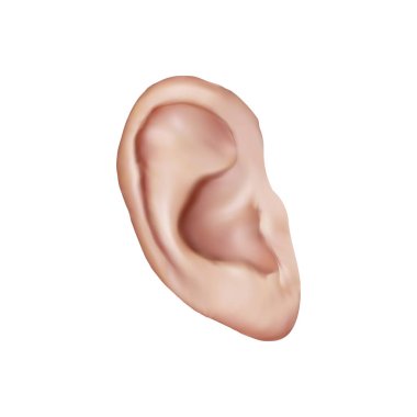 Beyaz arkaplan vol 01 İnsan Kulağı illüstrasyonuName