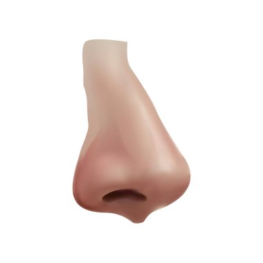 Beyaz arkaplan vol 01 üzerindeki burun illüstrasyonu