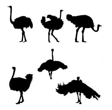 Beyaz arkaplandaki Premium Vektör Kusursuz arkaplan devekuşu