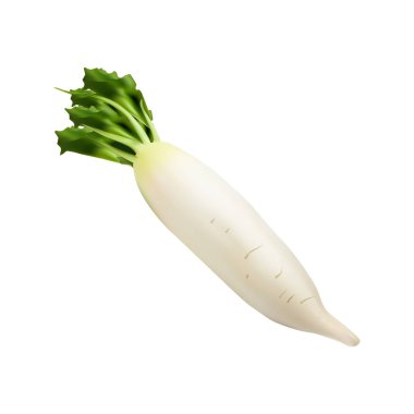 Beyaz arkaplan vol 01 üzerindeki turp çizimi