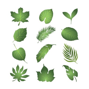 Beyaz arkaplan Vol 01 üzerindeki Yaprak Vektör Sanatı, Simgeler ve Grafikler kümesi