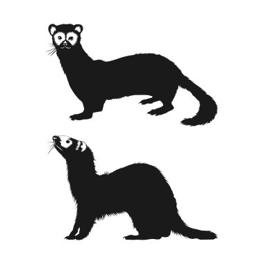 Siyah ayaklı dağ gelinciği silueti beyaz arka planda vol 02