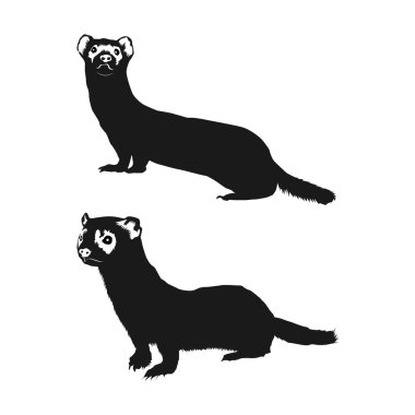 Siyah ayaklı dağ gelinciği silueti beyaz arka planda vol 04