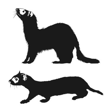 Siyah ayaklı dağ gelinciği silueti beyaz arka planda vol 03