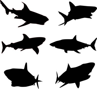 Beyaz köpekbalığı ikonunun siyah silueti. Beyaz köpekbalığı silueti siyah, izole edilmiş epinefrin 10 vektörü. Siyah renkli beyaz köpekbalığı düz stili,