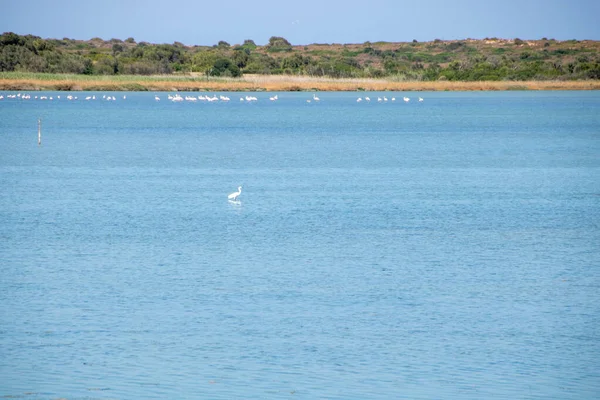 Migratory biirds in the Vendicari Nature Reserve wildlife oasis, located between Noto and Marzamemi, Sicily, Italy.