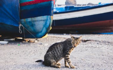 Kedi, İtalya Sicilya 'daki Aci Trezza' nın küçük limanında kameraya bakıyor.