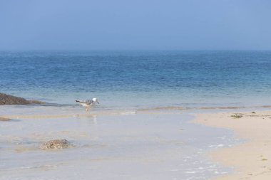 İspanya 'nın Vigo kentindeki Samil plajı.