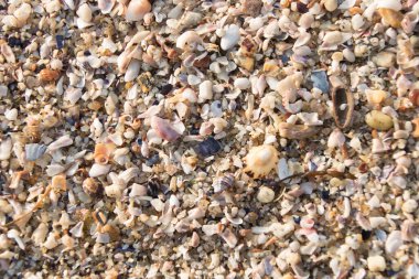 Vigo 'daki Samil plajı, deniz kabuğunun küçük parçalarından yapılmıştır.