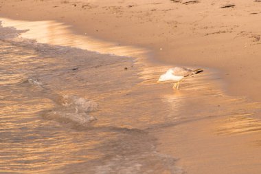 Samil sahilinde gün batımı, Vigo, Galiçya, İspanya