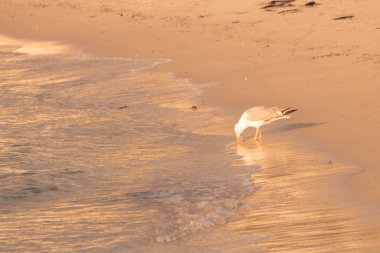 Samil sahilinde gün batımı, Vigo, Galiçya, İspanya