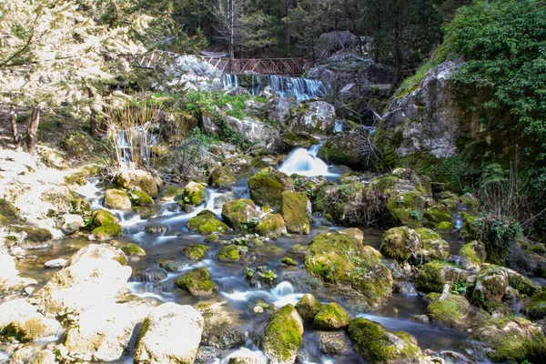 Cypress Tree Forest Waterfall Fontegreca Matese Mountains Caserta Province Campania — стокове фото