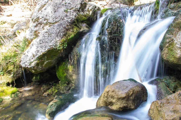 Cypress Tree Forest Waterfall Fontegreca Matese Mountains Caserta Province Campania — стокове фото