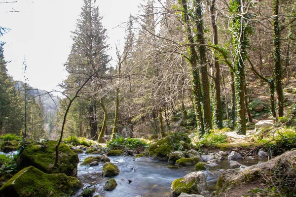 Δάση Κυπαρισσιών Και Καταρράκτης Του Fontegreca Στα Βουνά Matese Επαρχία — Φωτογραφία Αρχείου