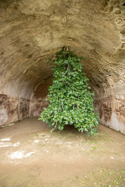 Fík Strom Roste Vzhůru Nohama Lázních Baia Bacoli Itálie — Stock fotografie