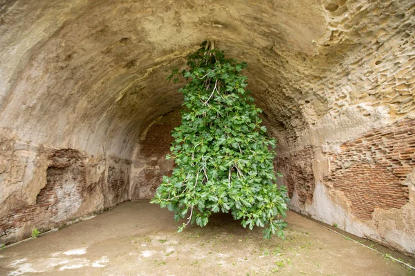 Σύκο Δέντρο Αυξάνεται Ανάποδα Στα Λουτρά Της Baia Bacoli Ιταλία Royalty Free Εικόνες Αρχείου