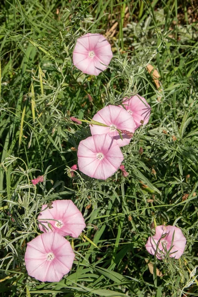Pinkfarbene Ipomouea Blüten Blühen Sommer — Stockfoto