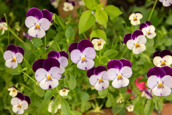 Colored Pansy Flowers Blooming Springtime — Stock Photo, Image
