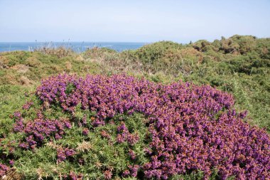 Galiçya 'daki Atlantik kıyıları, Ribadeo ve Ada Pancha yakınlarında.
