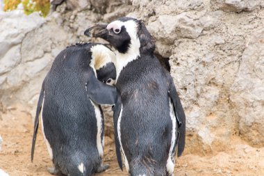 Santander, İspanya 'daki hayvanat bahçesinde bir çift Afrikalı penguen.