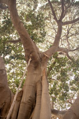 Sicilya, Palermo 'daki Normas Sarayı Kraliyet Bahçeleri