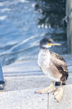 Baiona 'da - İspanya - Kasım 2023 - Atlantik Okyanusu kıyısındaki şehrin limanı