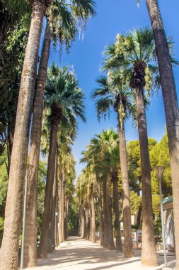 Fas, Fas 'taki güzel park Jardin Jnan Sbil.