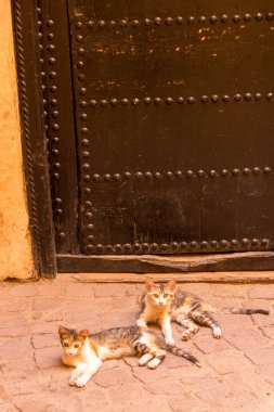 Marakeş, Fas 'taki Medine' de eski ahşap bir kapının arka planına sahip iki sokak kedisi.