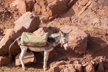 Tizi n 'Tichka, Fas' ta bir dağ geçidi, Marakeş 'in güneydoğusunu Ouarzazate şehrine bağlıyor.