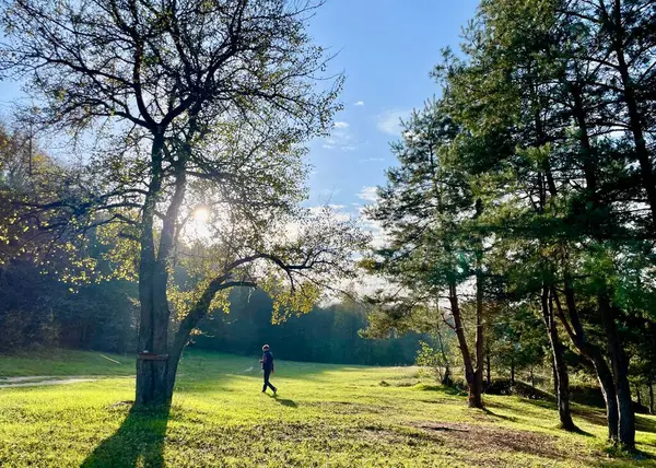 Ağaçlarla çevrili yeşil bir çayırda yürüyen bir insanla güneşli orman manzarası. Güneş ışınları yaprakların arasından kırılarak barışçıl ve rahat bir atmosfer yaratıyor. Yalnızlık ve doğa ile bağlantı. Doğa ve özgürlük gibi konular için harika.