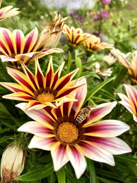 Yakın planda parlak sarı çiçekler, nektar toplayan bir arı.