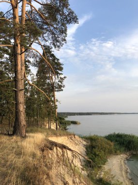 Gün batımının altın ışığında sakin bir göl ya da nehir manzaralı çam ormanı olan sahili. Kum tepesi, kuru çimenler ve yemyeşil yeşil doğal manzaranın dokunulmamış güzelliğini vurguluyor. Doğa, seyahat, ekoloji gibi konular için mükemmel., 
