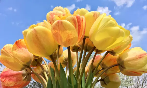 Parlak sarı-turuncu lalelerin alçak açılı görüntüsü açık mavi gökyüzü ve açık bulutlar üzerine kurulmuş. Görüntü, baharın özünü, tazeliği ve neşe dolu renkleri yakalar. Çiçek açma, bahçıvanlık, tatil, doğa ya da çiçek teması için mükemmeldir. 
