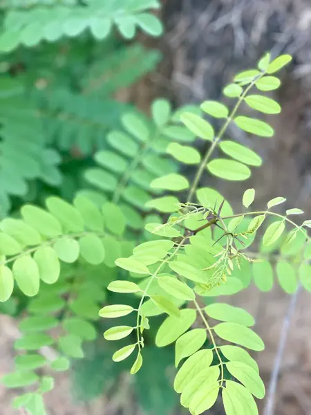  Parlak yeşil yaprakların detaylı bir görüntüsü, yeni büyümeyi ve hayati gücü simgeliyor. Odak noktası, karakteristik küçük broşürleri ve akasyanın keskin dikenleri ile yumuşacık, bulanık, doğal bir arkaplanda ortaya çıkan genç bir dal.. 