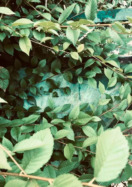 Vahşi bir sarmaşığın yeşil yaprakları eski, yıpranmış ahşap bir çiti soluk turkuaz boyayla kaplıyor. Doğal dokular ve yeşillik arasındaki zıtlık... Doğa, yalnızlık, dokular ve kentsel bitki teması için mükemmel..