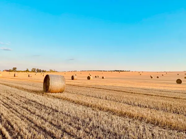 Açık, sıcak bir akşam gökyüzünün altında toplanan saman balyalarıyla süslenmiş uçsuz bucaksız altın tarlaların yer aldığı pitoresk bir kırsal alan. Tarım, hasat, doğa, kırsal yaşam ve sürdürülebilir tarım temaları için ideal. 