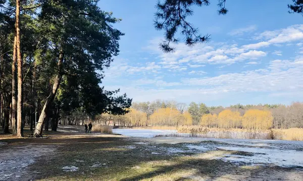 Ön planda uzun çam ağaçlarının yer aldığı, donmuş ya da kısmen donmuş bir gölü çerçeveleyen çarpıcı bir kış manzarası. Parlak sarı söğütler karşı kıyıda görülebilir, mavi gökyüzü ve dağınık beyaz bulutlar ile güzel bir kontrast oluşturur.. 