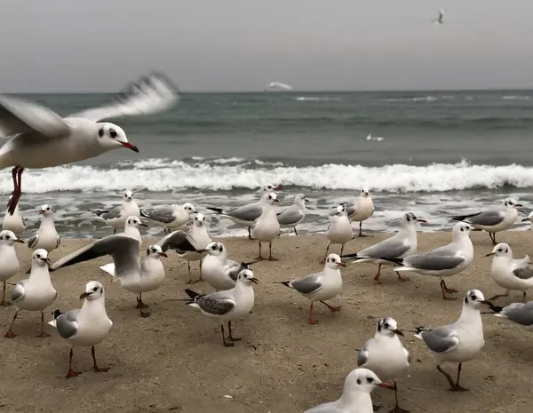 Deniz sahilinde martılar, denizde martılar.