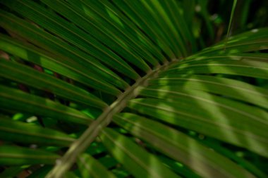 Yatıştırıcı arka planlar, eko-temalı reklamlar ya da tropikal ekran koruyucular için doğal simetri ve doku bakımından zengin, canlı yeşil palmiye yapraklarından oluşan yakın plan..