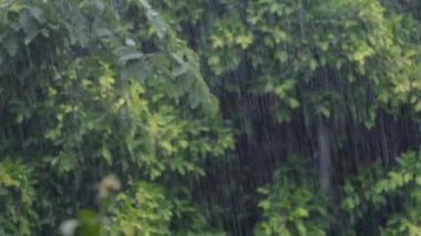 Yoğun bir orman zemininde yavaş yavaş akan sağanak, sinemanın dinginliğinde doğanın ritmini yakalayan yapraklar hışırdıyor. Sağanak yağmur, hava ve çevre.