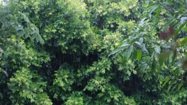 Bereketli yeşil yaprak fırtınası atmosferi üzerine sağanak yağmur ve şimşek, canlı yeşillik, iklim, doğa ve hava durumu için ideal. Yavaş çekim videosu.