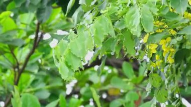 Yeşil yapraklar hafif esinti hareketli videoda sallanıyor. Sakinlik, iyileşme ve doğal gevşemeyi çağrıştırıyor. Sağlık ve doğa terapisi reklamları için mükemmel..