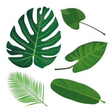 Vektör İllüstrasyonu. Beyaz arkaplanda izole edilmiş tropikal yapraklar