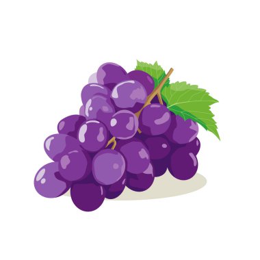 Mor üzümlerin vektör çizimi