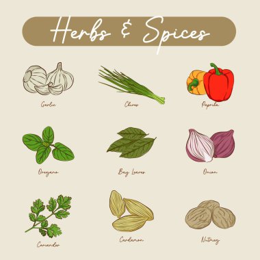 Bitkiler ve baharatlar için çizgi vektör etiketleri. Sarımsak, soğan, kırmızı biber, defne yaprağı, soğan, kişniş, kardamon, kekik, hindistan cevizi.